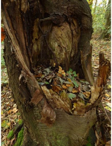 Fruit bodies in a wild cherry cavity in Laindon, UK.